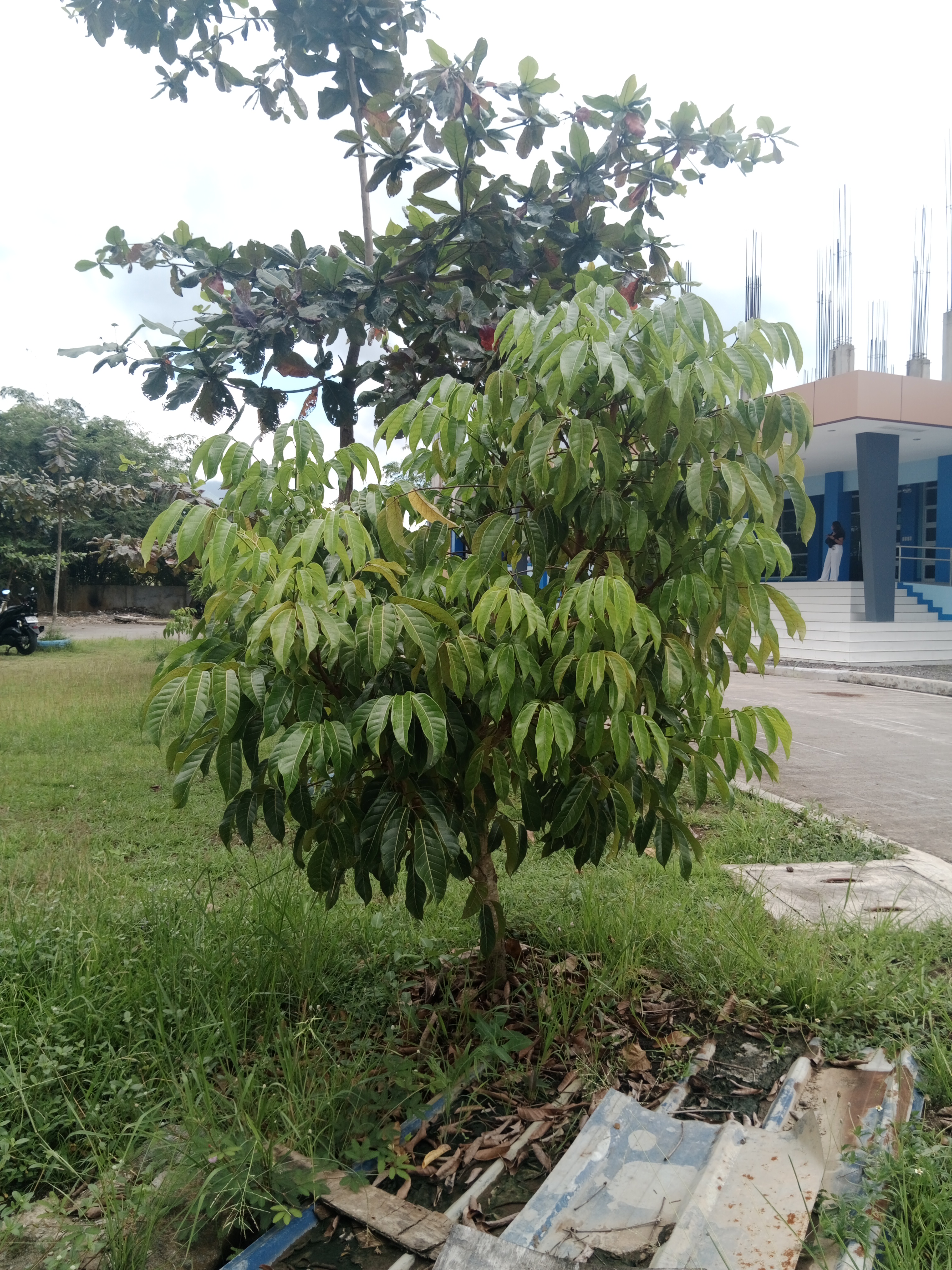 Mango Tree