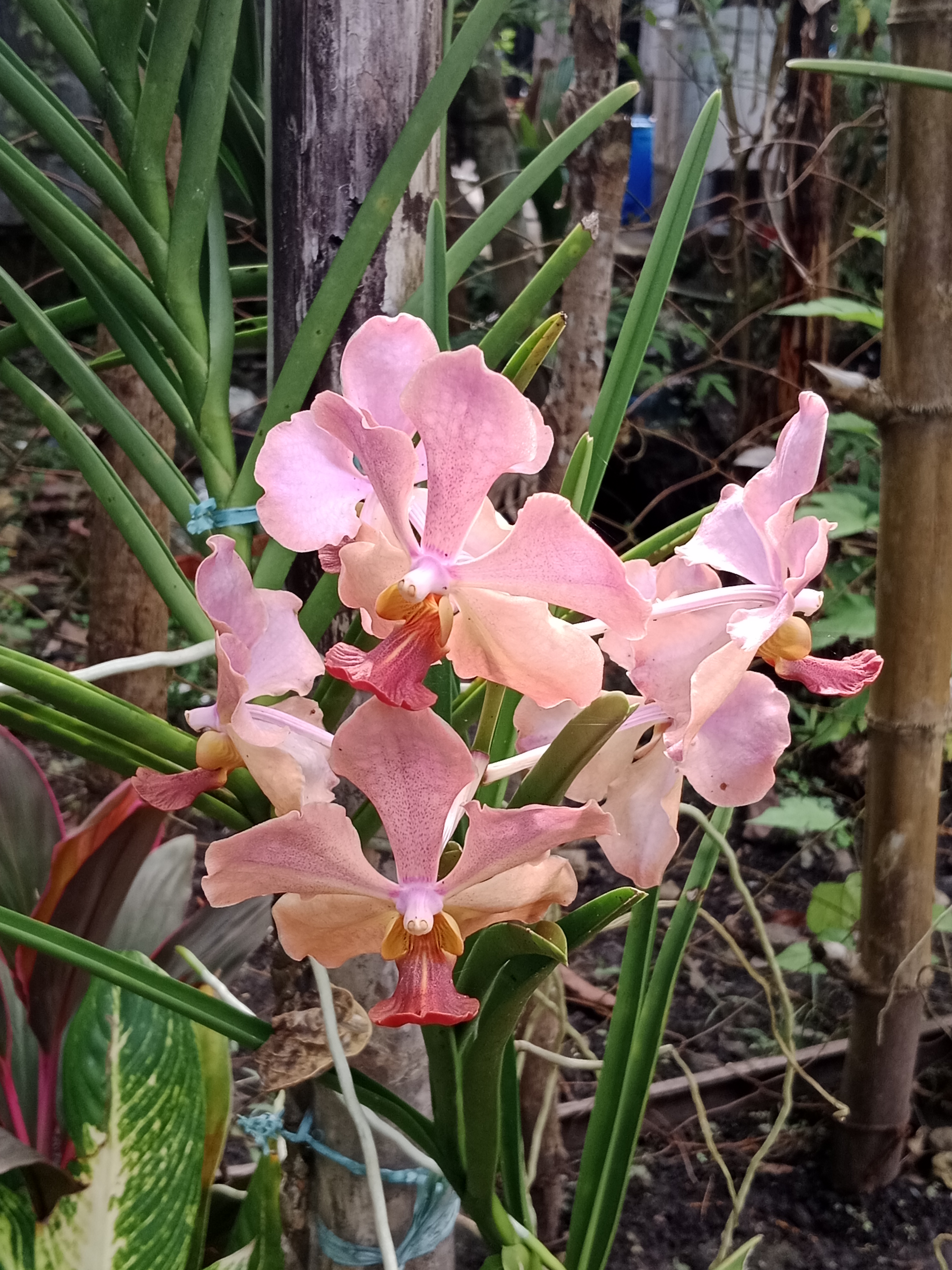 Orchids