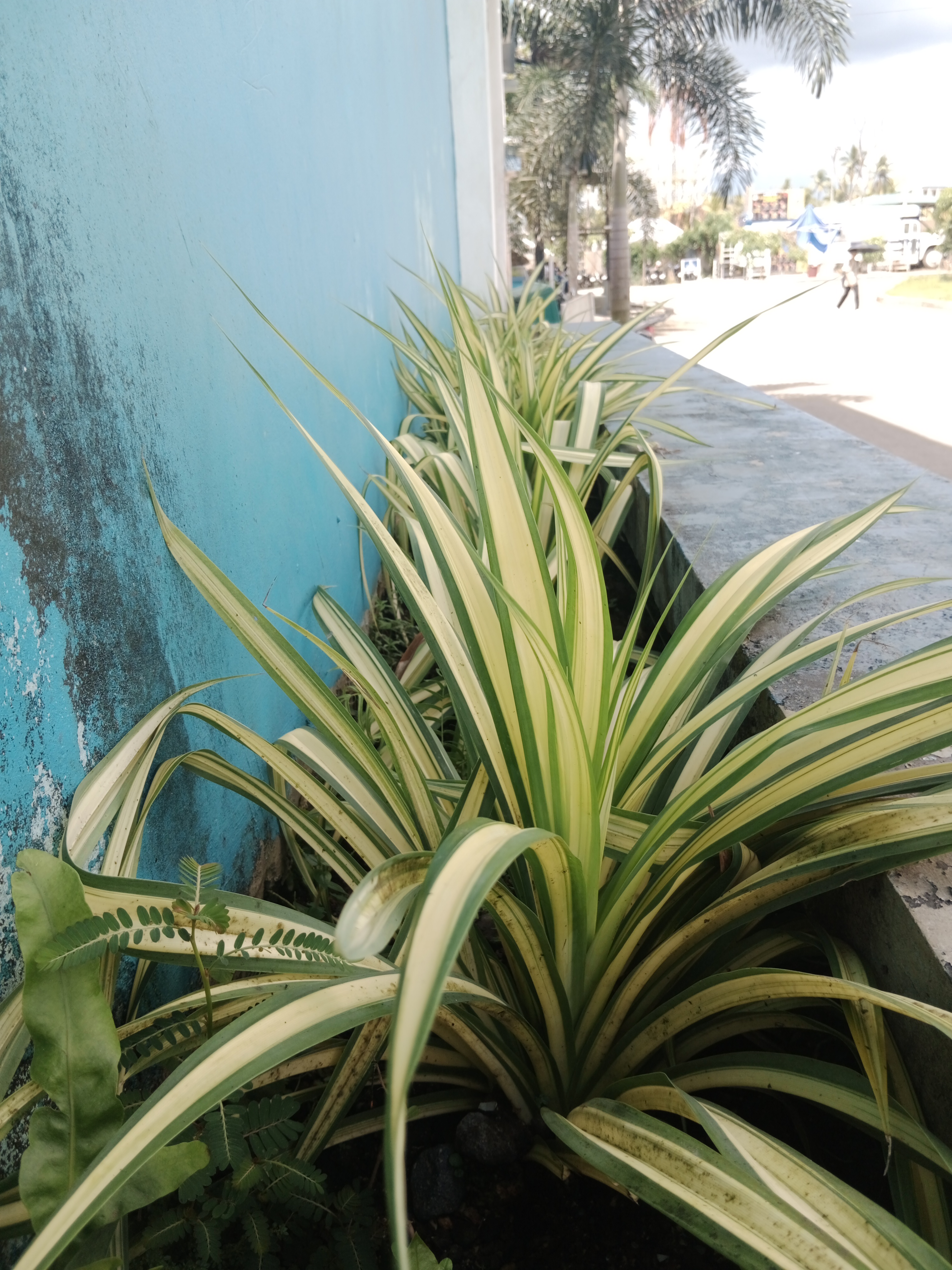 Pandanus Spider Plant