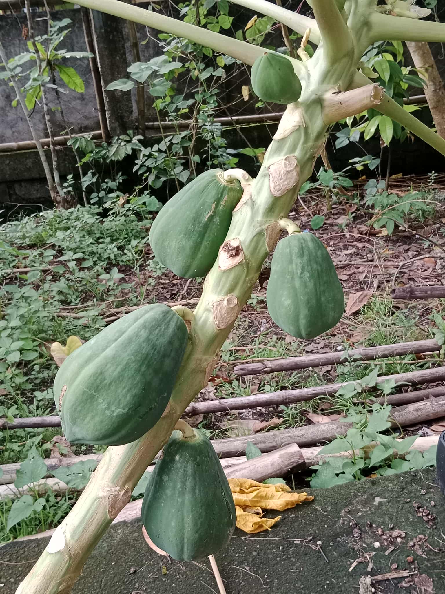Papaya