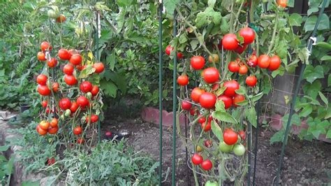 Tomato